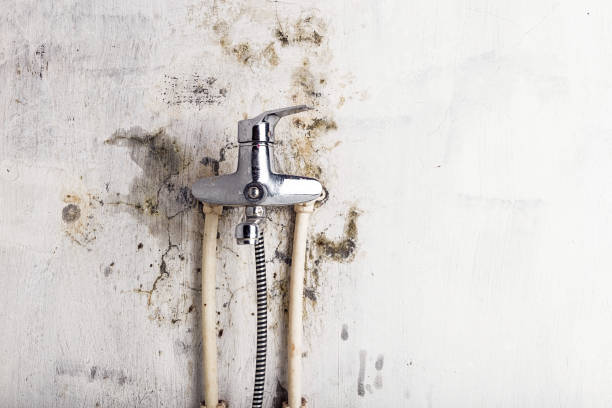  Reno, TX Mold Removal Pros