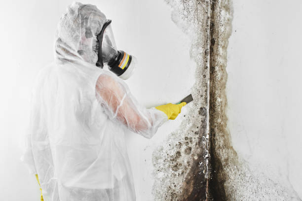 Best Crawl Space Mold Remediation in Reno, TX
