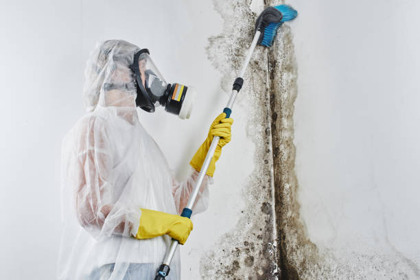 Best White Mold Remediation in Reno, TX
