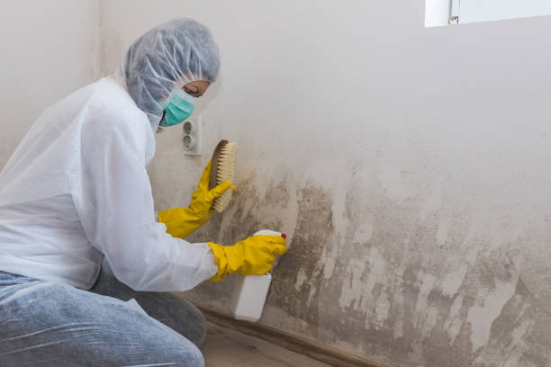 Best DIY Mold Remediation Support Services in Reno, TX