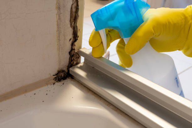 Trusted Reno, TX Mold Remediation Experts