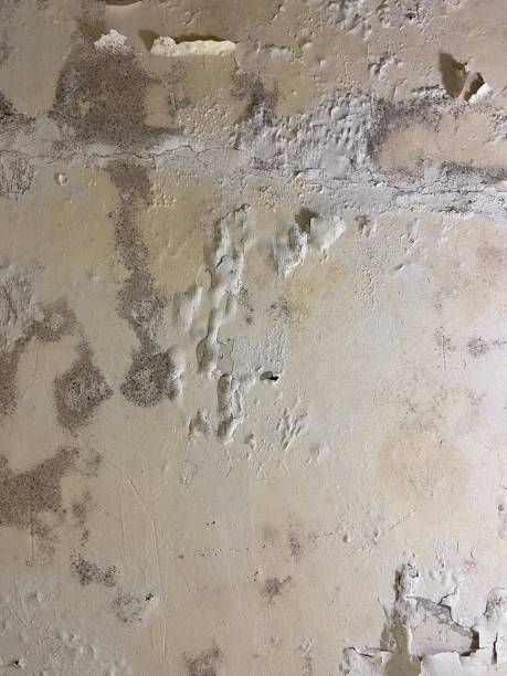 Best Post-Flood Mold Remediation in Reno, TX