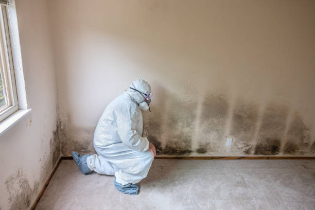 Best Residential Mold Remediation in Reno, TX