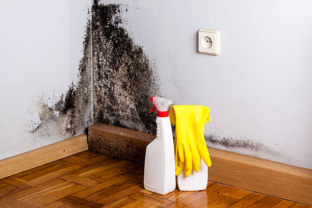 Best HVAC Mold Remediation in Reno, TX