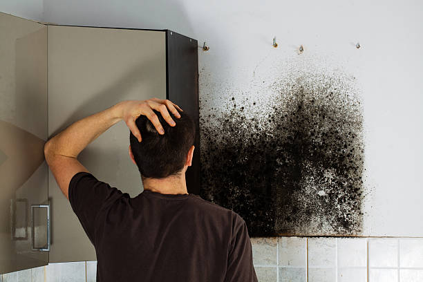 Best Basement Mold Remediation in Reno, TX
