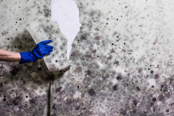Best Residential Mold Remediation in Reno, TX