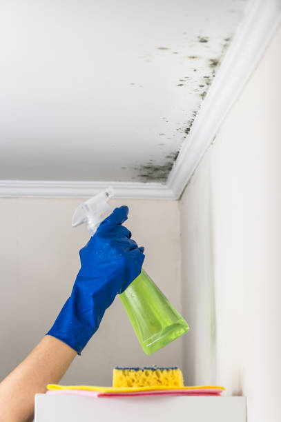 Best Emergency Mold Remediation in Reno, TX